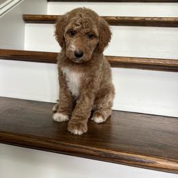 Paris - Red  female Goldendoodle puppy in New Waverly, Texas from C.P. Puppy Buddies