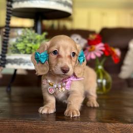 Willow - Cream female Dachshund puppy in New Albany, Mississippi from Double A. Doxies