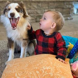 Miniature Australian Shepherd Puppies from Garrett’s Ridge Farm