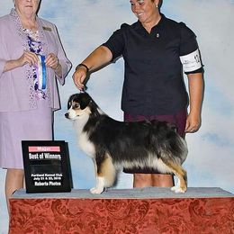 Passhion  - Miniature American Shepherd