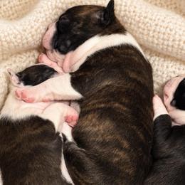 Cowboy - Brindle and white male Boston Terrier puppy in Mascotte, Florida from The DogMother House of Bostons