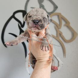 Orange Collar - Merle male Great Dane puppy in Alton, Illinois from Show Me Great Danes and Basset Hounds