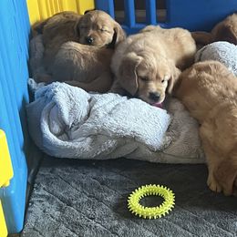 Girl 4 - Golden female Golden Retriever puppy in Richmond, Virginia from River City Golden Retrievers