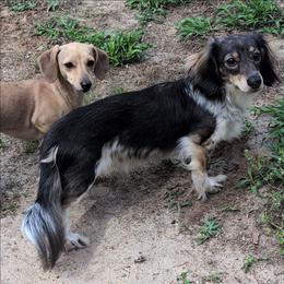 Kage - Dachshund