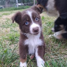 COSMO- rtm - Red tri-color male Australian Shepherd puppy in Salem, Arkansas from Patchwork Kennels