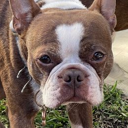 Boston Terrier and Rottweiler Puppies from Ronnie Dreher's Boston Terriers