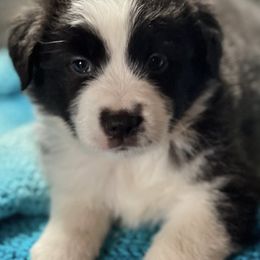 Miniature American Shepherds from Janice's Mini American Shepherds