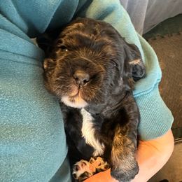Meatball - Black and tan male Cocker Spaniel puppy in Cincinnati, Ohio from Abundance of Joy LLC Cocker Spaniels