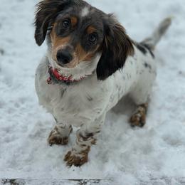Lacey - Dachshund