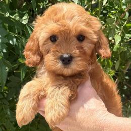 Frankie - Red male Cavapoo puppy in Tucson, Arizona from Adored Poodle & Doodles