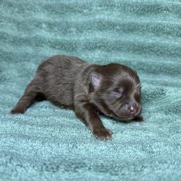 Chocolate with white chest girl - Chocolate female Pomeranian puppy in Saint Ignatius, Montana from Pomeranians Montana