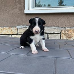 Surprise - Black and white male Border Collie puppy in Black River Falls, Wisconsin from Billowing Borders