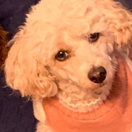 Daisy - Poodle