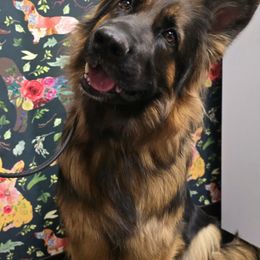 German Shepherds from Mächtiger Barkerheim