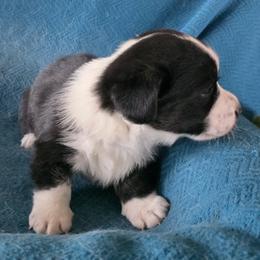 Miranda - Black and white female Cardigan Welsh Corgi puppy in Larsen, Wisconsin from Pondside Kennels