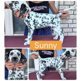 Sunny - White and black female Dalmatian puppy in Melrose, New Mexico from ECMO Farm Dalmatians & Labrador Retrievers