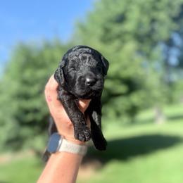 Black - Black male Goldendoodle puppy in Mc Cutchenville, Ohio from Dawn's Doodles