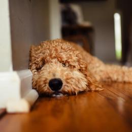 Harlo - Goldendoodle