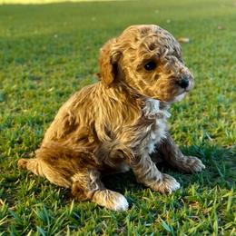Honey - Apricot female Poodle puppy in Dunn, North Carolina from Sandy Creek Kennels