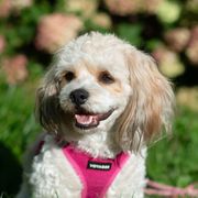 Lilia - Cavachon