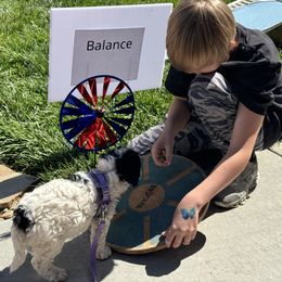 Cavapoo and Goldendoodle Puppies from PJs Puppy Love GOLD level GANA Breeder