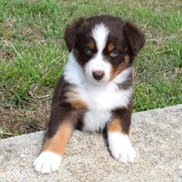 APRIL - Red tri-color female Australian Shepherd puppy in Falcon, Missouri from www.maubachranch.com
