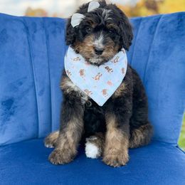 Pumpkin (girl) - Tri-color female Bernedoodle puppy in Bellville, Ohio from Bernedoodle Buddies
