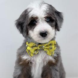Buzz - Merle male Bernedoodle puppy in Fleming, Colorado from Vandenbark Doodles