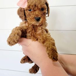 Goldendoodle Puppies from Life_on. Paws