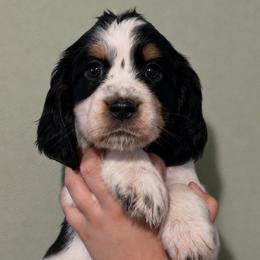 Wren - Black white and tan female English Springer Spaniel puppy in Fort White, Florida from Thunderbird Springers