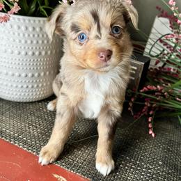 Toy Australian Shepherd Puppies from Kickapoo Creek Toy Aussies
