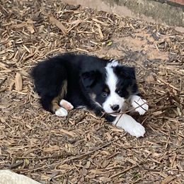 Australian Shepherd, Miniature Australian Shepherd, and Toy Australian Shepherd Puppies from Hunt Farms Mini Aussies