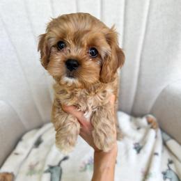 Roo - Apricot female Cavapoo puppy in Easley, South Carolina from Cutiepie Cavapoos