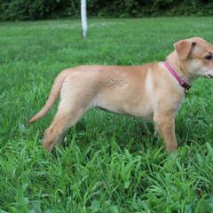 Carolina Dog Puppies from Williams Sweet Carolina