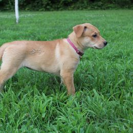 Carolina Dog Puppies from Williams Sweet Carolina