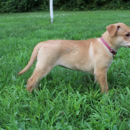 Carolina Dog Puppies from Williams Sweet Carolina