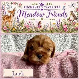 Lark - Ruby female Cavalier King Charles Spaniel puppy in Auburn, Washington from Enchanted Cavaliers