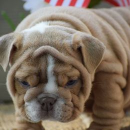 Rosy - Fawn and white female Bulldog puppy in Bradleyville, Missouri from HurstBulldogs