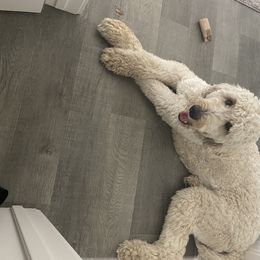 Goldendoodle All Grown Up from Island 7 Goldendoodles