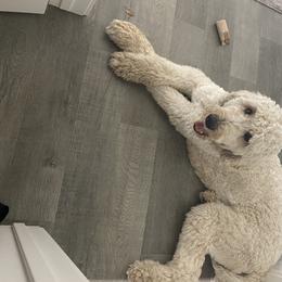 Goldendoodle All Grown Up from Island 7 Goldendoodles