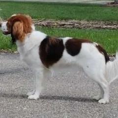 Nederlandse Kooikerhondjes from Frostfire Kooikerhondjes