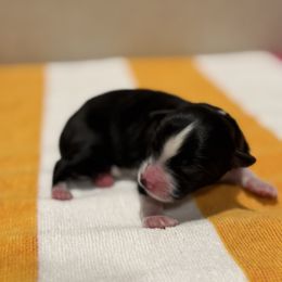 Lee - Black & white male Toy Australian Shepherd puppy in Angleton, Texas from 4LH Australian shepherds