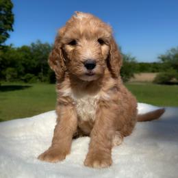 Frank N. Beans - Red  male Goldendoodle puppy in Osage City, Kansas from Golden Ridge Goldens