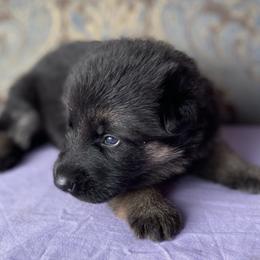 Purple collar girl - Black and red female German Shepherd puppy in Coleta, Illinois from Four Leaf Farm- Vom Vierblättriges Bauernhof