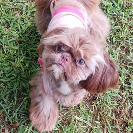 Shih Tzu Puppies from K.B.'s Shih Tzu Babies