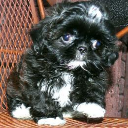 Boy 2 - male Shih Tzu puppy in Wild Rose, Wisconsin from Sorenson's Shih-tzus