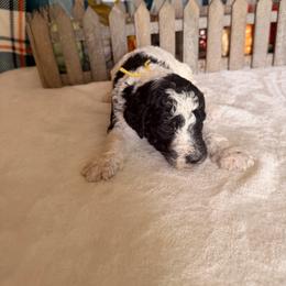 Lion - Parti male Poodle puppy in Luana, Iowa from Country View Bernedoodles and Goldendoodles