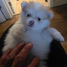 Jasper - Cream sable parti male Pomeranian puppy in Littleton, Colorado from Blaylock's Pomeranian Puppies