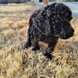 Poodle Puppies from Luck O the Doodle