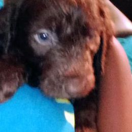 Labradoodles from Bonner Doodle Babies